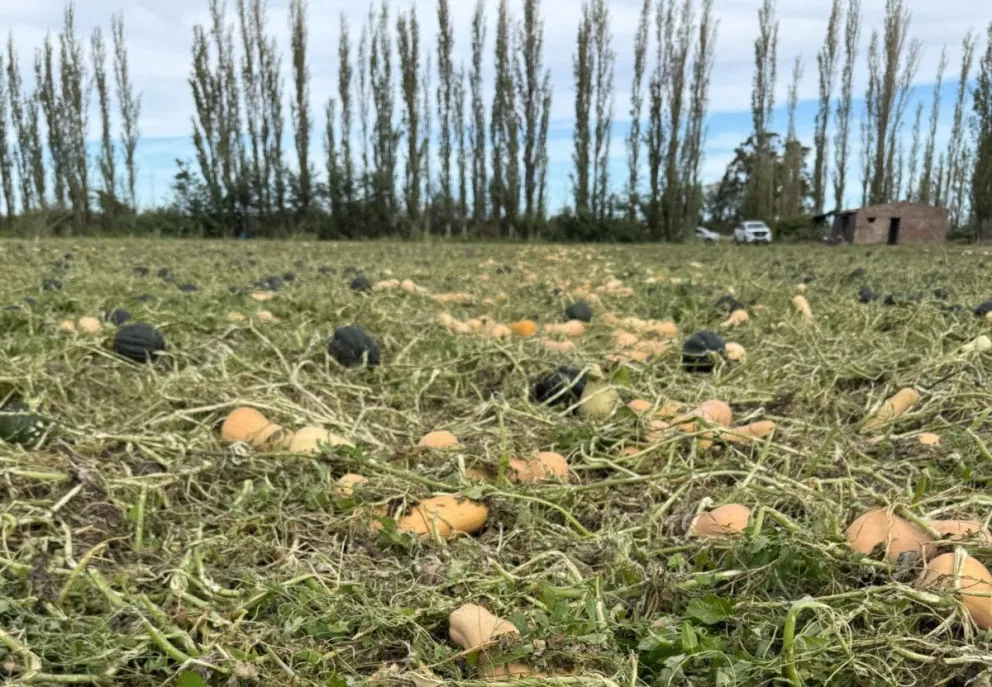 El temporal provocó daños severos en cultivos, frutales e infraestructura rural en distintas localidades del Valle Medio.