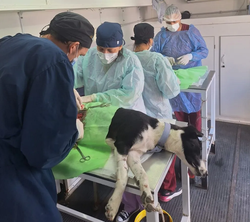 La campaña de castración gratuita alcanzará esta vez al sector de chacras, con inscripción previa y cupos organizados por turnos.