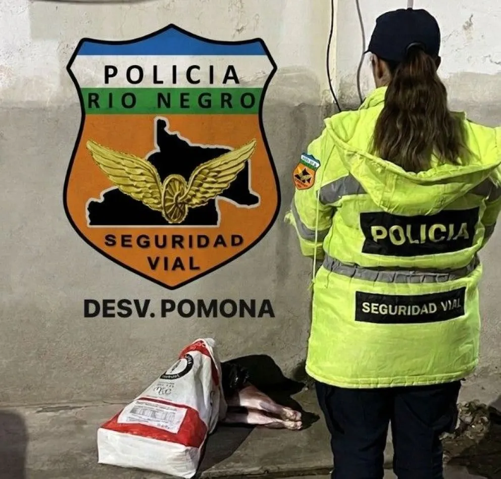 El animal silvestre era transportado en el baúl de un automóvil sin documentación ni resguardo sanitario