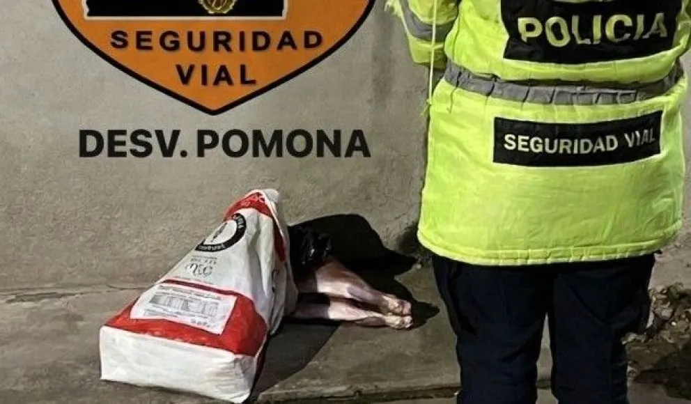 El animal silvestre era transportado en el baúl de un automóvil sin documentación ni resguardo sanitario