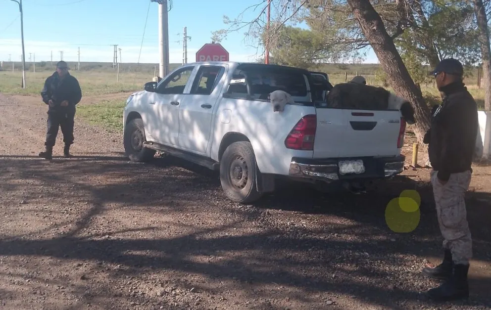 En la camioneta viajaban cinco hombres y nueve perros utilizados habitualmente para la caza de jabalíes