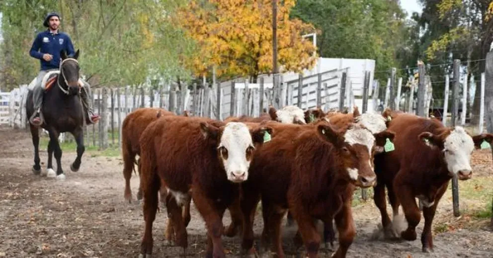 La iniciativa legislativa busca reconocer el valor cultural y económico de una de las fiestas rurales más tradicionales de la región