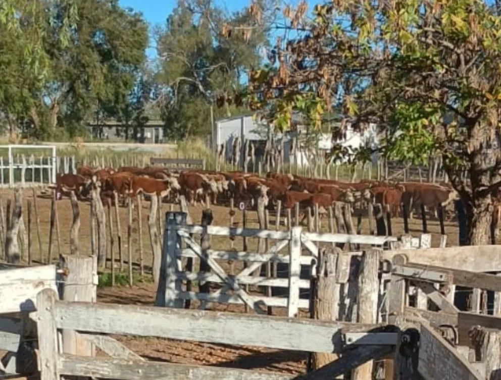 Secuestraron más de 16 millones de pesos, armas y 127 vacas en un operativo rural en Lamarque; el imputado quedó en libertad con tobillera electrónica.