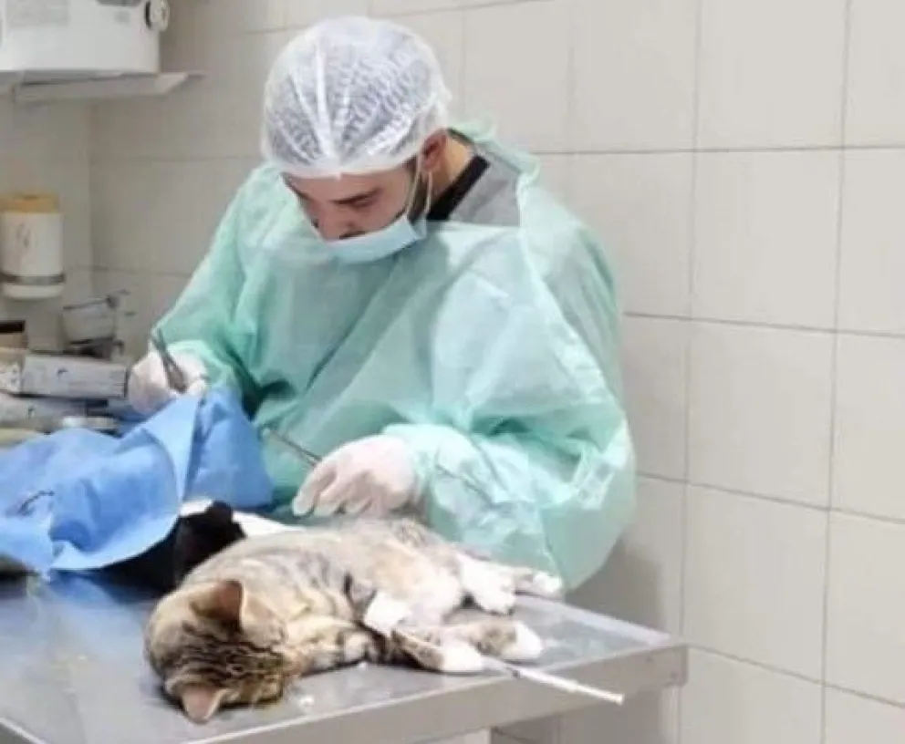 El programa de castraciones gratuitas ya lleva tres años en funcionamiento en Lamarque.