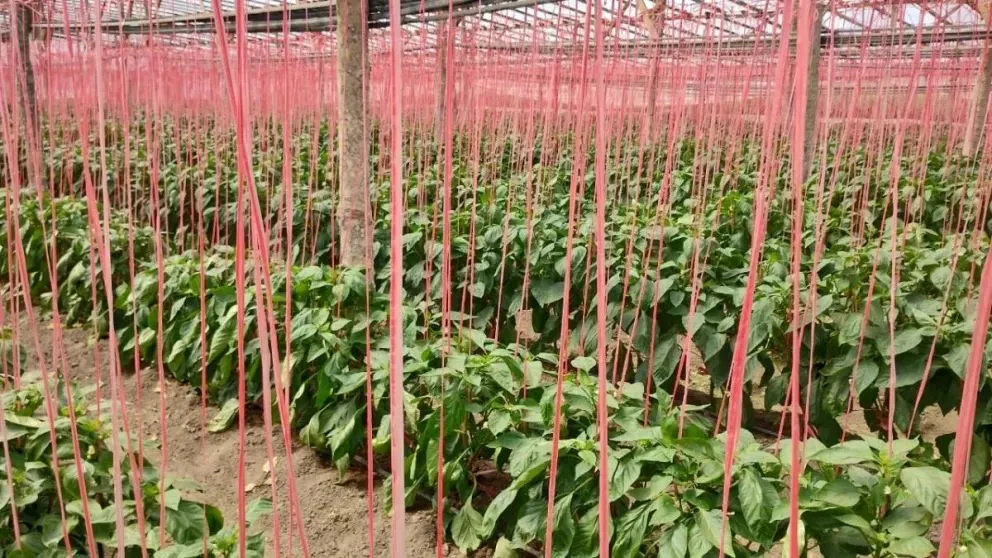 Gran desarrollo productivo en chacras del Idevi. Fotos INTA Valle Inferior.