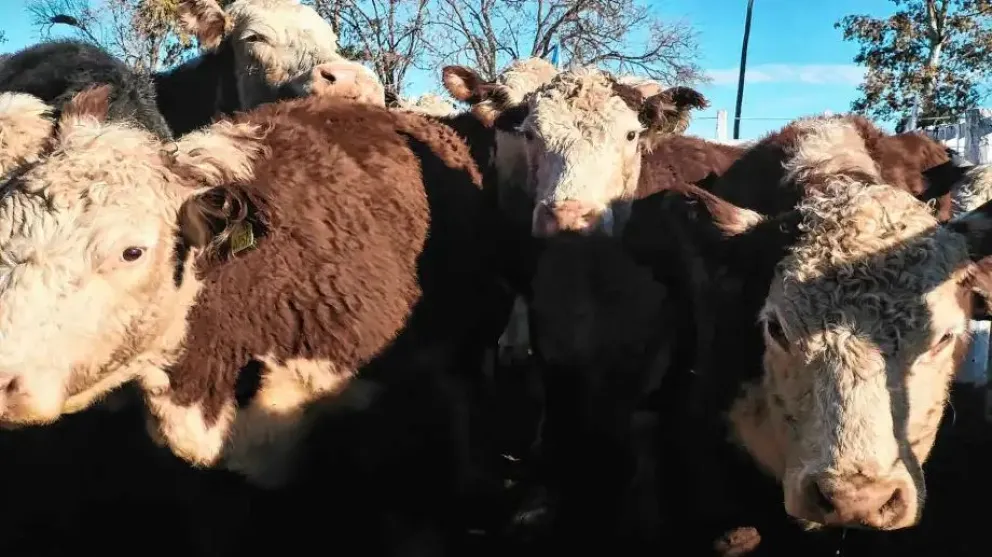 La presentación será en el marco de la Fiesta del Ternero, el 14 de mayo.