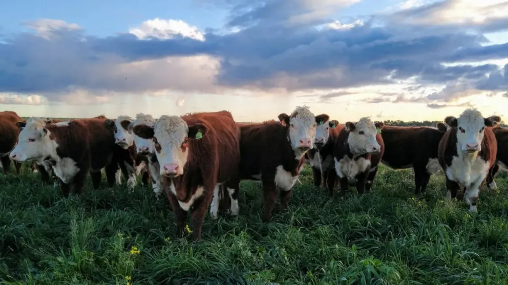Río Negro creció un 7% y superó las 38.900 cabezas procesadas.