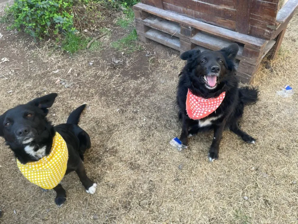 El compromiso de la comunidad es fundamental para mejorar la calidad de vida de los animales en el Valle Medio. Foto: Agustín García.