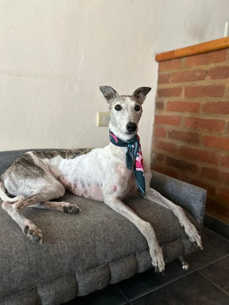 Rescatistas locales advierten sobre la falta de conciencia en la tenencia responsable y el abandono de animales. Fotos: Micaela Pizzi.