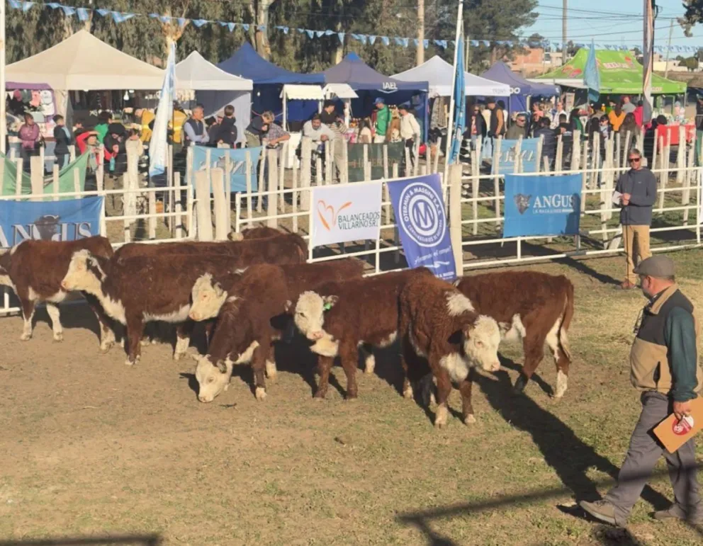 La Fiesta Provincial del Ternero reúne en Choele Choel a productores, familias y visitantes de distintos puntos de la región en un fin de semana cargado de tradición, espectáculos y actividades rurales. Foto: Agustín García.