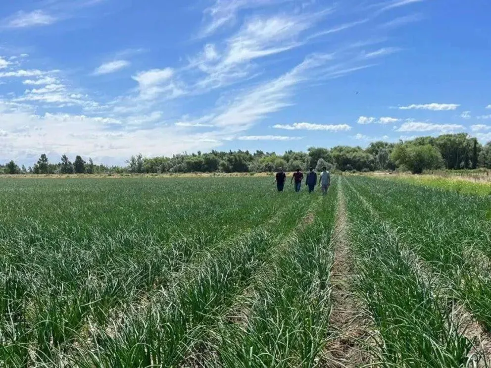 Innovación en Río Negro: cómo el riego por goteo está transformando la producción de cebolla. Foto Web.