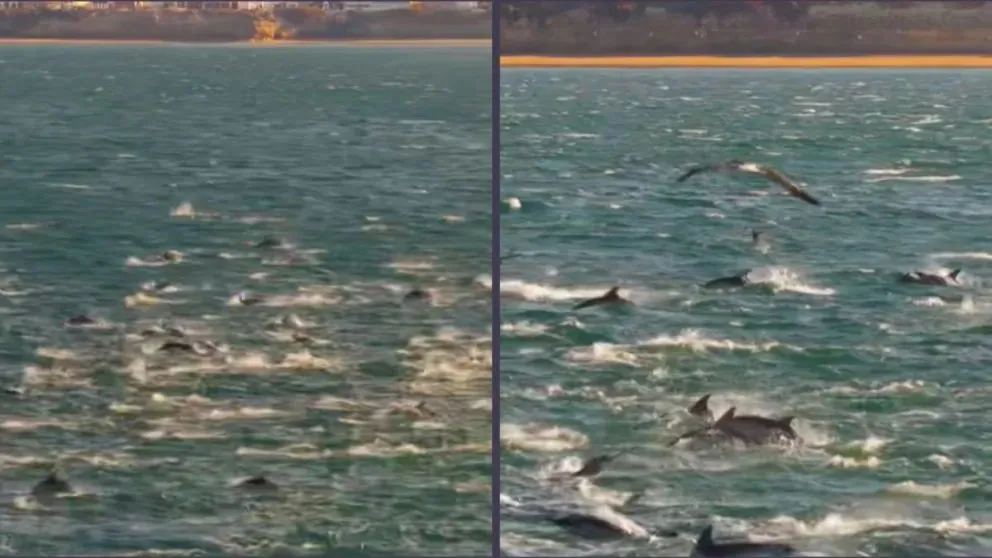 El fenómeno, captado por el especialista en drones, Maximiliano Cartés, mostró a cientos de ejemplares avanzando en perfecta sincronía sobre las aguas del Golfo San Matías. Foto: captura.