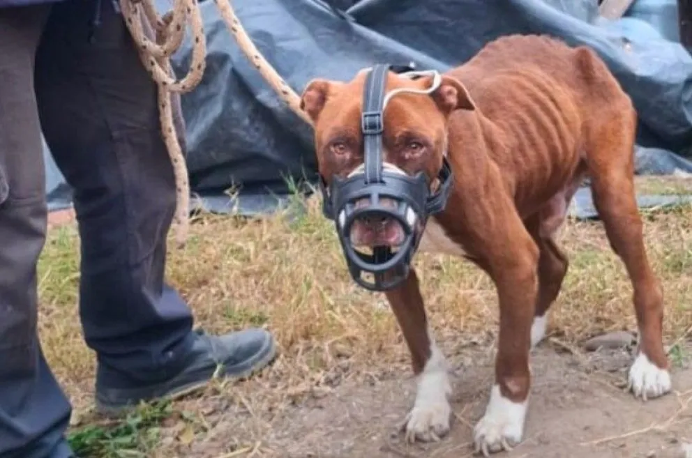 El perro resguardado durante el allanamiento quedó bajo el cuidado de Zoonosis por disposición de la Fiscalía de Río Colorado. Foto: gentileza.