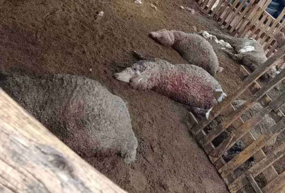 Matanza de un puma depredador en un campo de Sierra Colorada. Lo más llamativo fue que ingresó al lado de una vivienda ocupada por una familia.