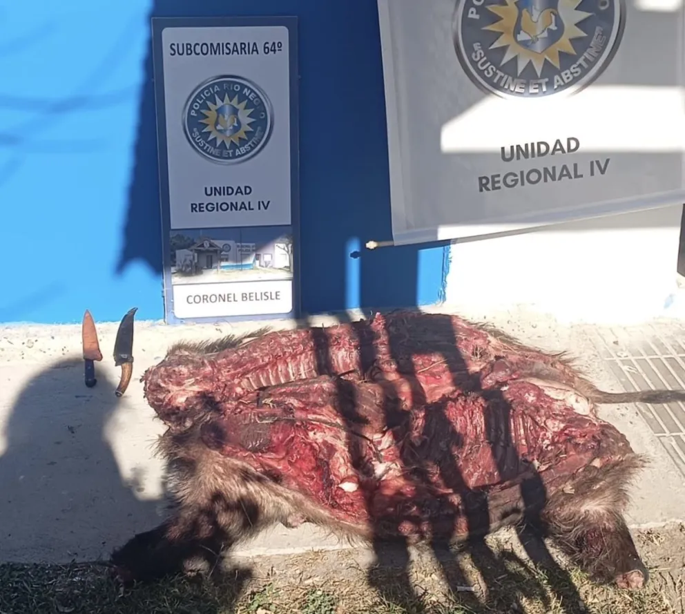 La Policía de Coronel Belisle decomisó un jabalí faenado y secuestró dos cuchillos durante un procedimiento realizado en el marco de recorridas preventivas. Foto: gentileza.