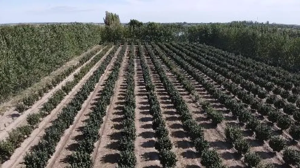 La producción de avellanas representa un ejemplo de la diversificación en la matriz productiva rionegrina.Crédito: Gobierno de Río Negro
