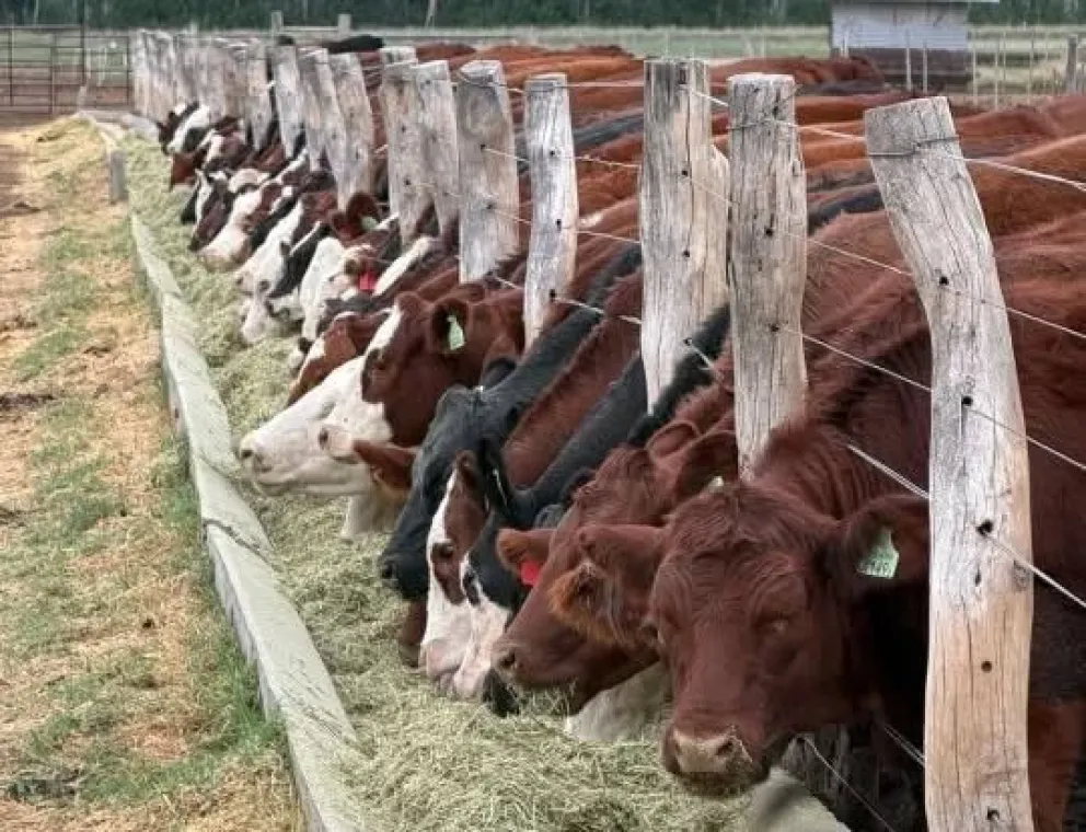 Especialistas en producción ganadera brindarán herramientas de manejo para enfrentar la ola polar y mejorar el desempeño de los rodeos durante el invierno, en una jornada abierta a todos los productores. Foto: gentileza.