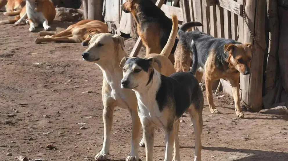 El menor fue atacado por un perro mientras jugaba en la vereda. La Fiscalía inició una causa por lesiones culposas para determinar la responsabilidad del propietario del animal. Foto: archivo.