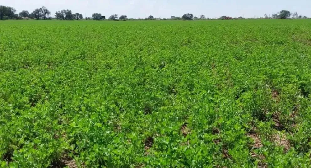El desarrollo uniforme que exhibe el cultivo en alfalfa es el resultado de años de evaluación y manejo de especies forrajeras. Foto: Archivo.