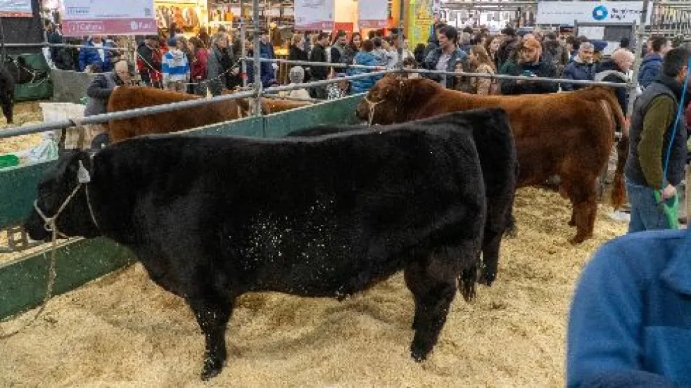 Viedma volverá a ser sede de la Nacional Patagónica Angus.Crédito: Gobierno de Río Negro