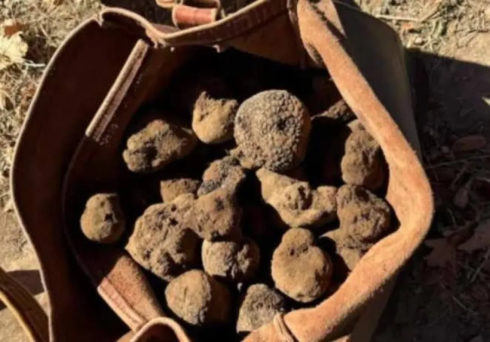 El estudio incluirá relevamientos en el Valle Medio, donde Choele Choel ya cuenta con plantaciones de trufas en producción, y permitirá identificar nuevas áreas con potencial para el desarrollo de este cultivo de alto valor comercial. Foto: archivo.