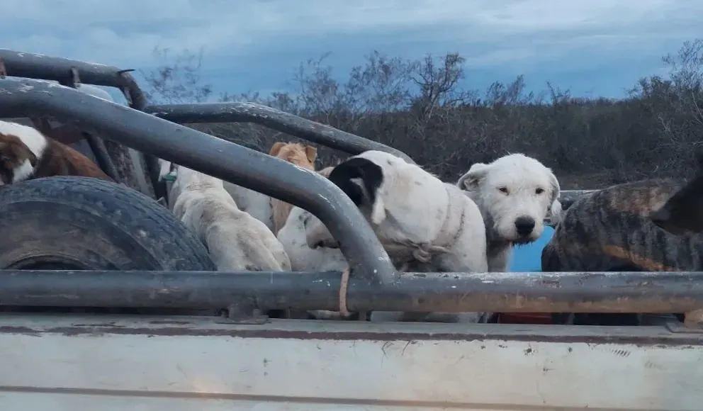 Canes sin atar en una de las camionetas. La brigada rural repartió 11 boletas. Foto gentileza.