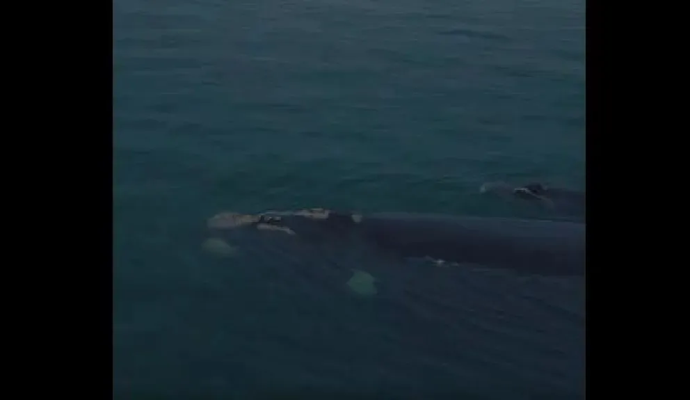 El emotivo momento en que la naturaleza regaló una escena inolvidable en el mar rionegrino. Foto: captura del video de Agustín Baraschi.