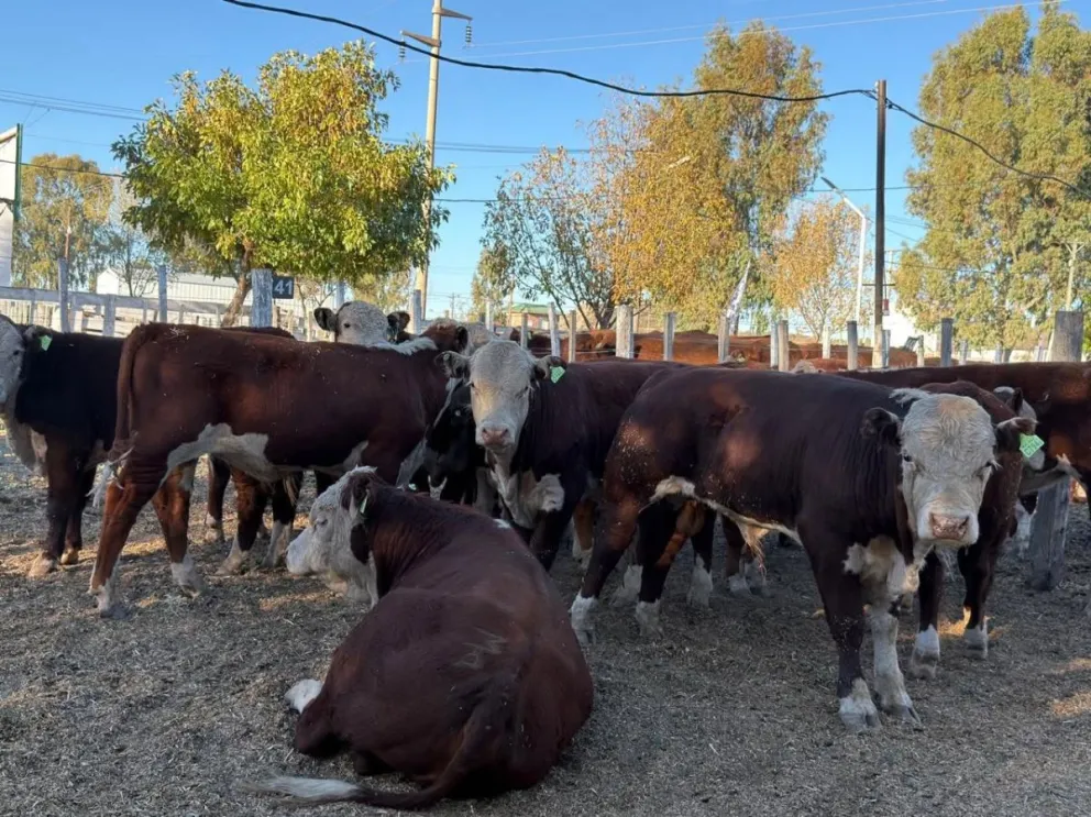 El remate de hacienda general previsto para el 12 de agosto fue suspendido por las lluvias. Foto: gentileza.