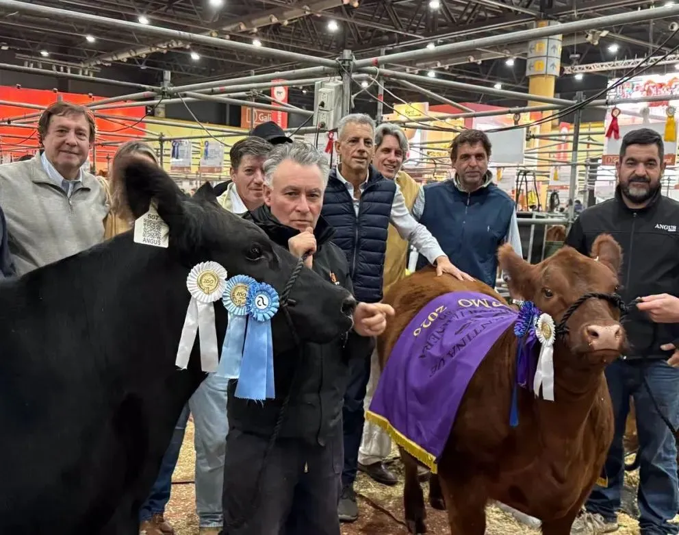 Exhibición de la genética rionegrina en los corrales porteños de la SRA. Foto gentileza.
