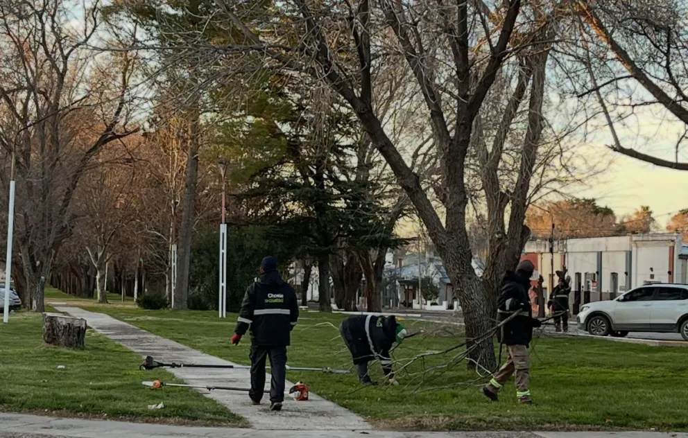 Los trabajos de poda se realizan en distintos sectores de Choele Choel para mantener el arbolado urbano y mejorar la iluminación. Foto: gentileza.