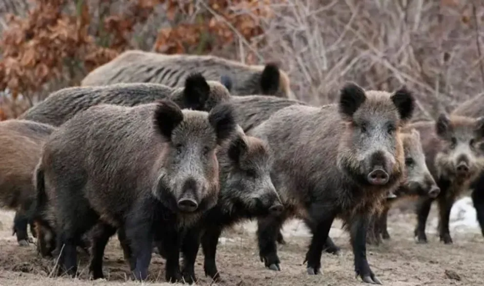 El jabalí europeo puede superar los 200 kilos y desplazarse en grandes grupos. Su expansión genera preocupación por los daños productivos, ambientales y el riesgo sanitario asociado al consumo de carne sin análisis previo. Foto: archivo.