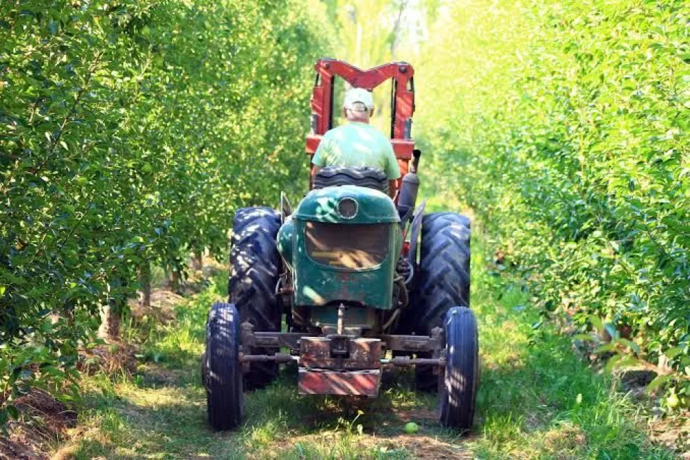 El SENASA recordó a los productores frutícolas la importancia de completar los trámites antes del 31 de agosto para cumplir con los requisitos fitosanitarios de exportación. Foto: archivo.