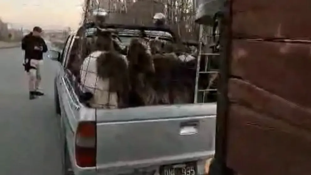 La Brigada Rural secuestró 27 ovejas que eran trasladadas sin la documentación exigida en Stefenelli. Foto: gentileza.
