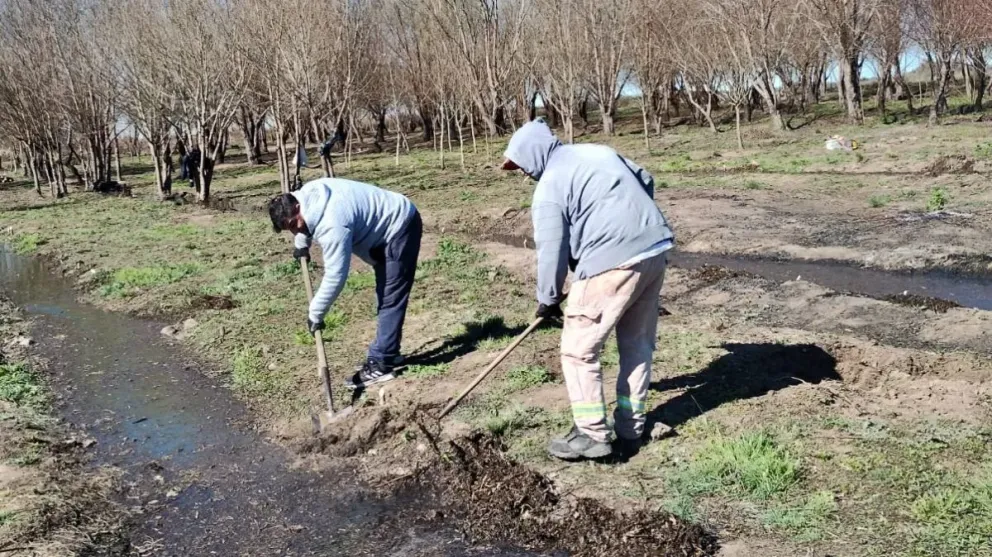 La Provincia continua con la recuperación del Sauce Criollo.
Crédito: Gobierno de Rio Negro