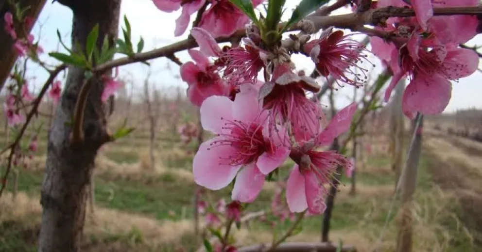 Los productores frutícolas siguen de cerca la evolución del clima ante el adelanto de la floración y el riesgo de nuevas heladas. Foto: gentileza.