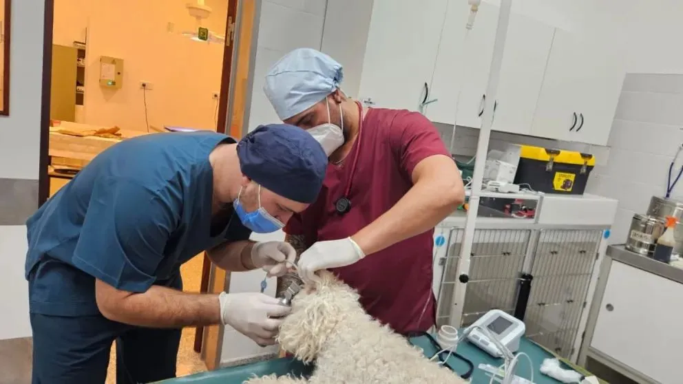 Coronel Belisle realizará una nueva campaña de castraciones para perros y gatos el 30 de septiembre y 1 de octubre. Foto: archivo.