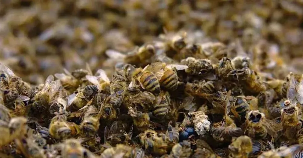 El ácaro Varroa destructor es señalado como una de las principales amenazas sanitarias para las colmenas de América Latina. Foto: web.