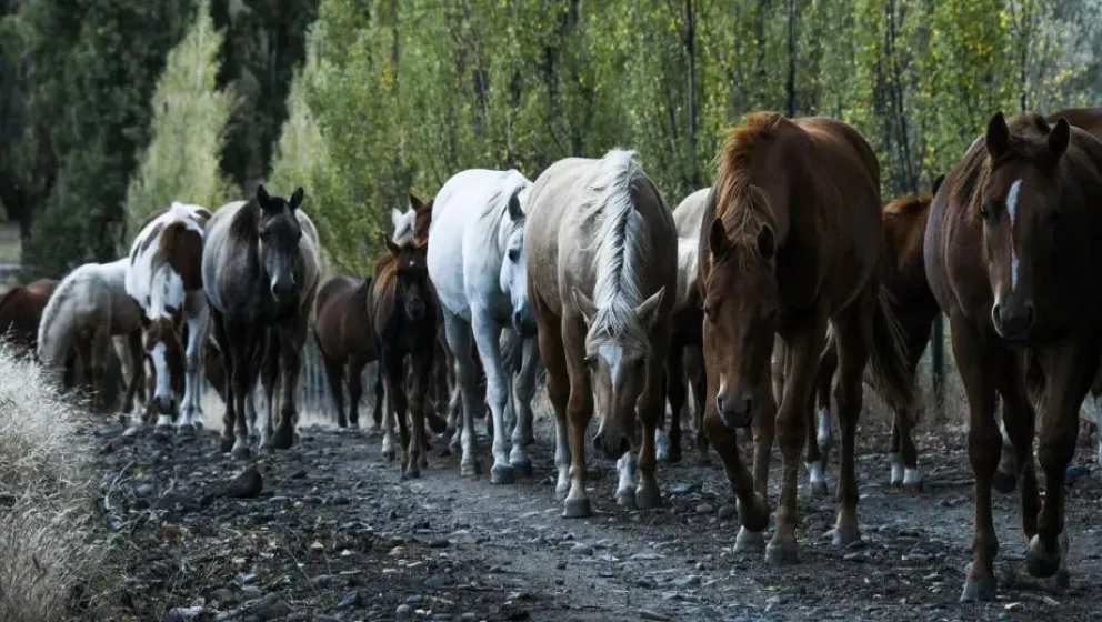 La identificación mediante microchip será obligatoria desde el 1 de marzo de 2027 para los equinos que sean movilizados dentro del territorio nacional. Foto: gentileza