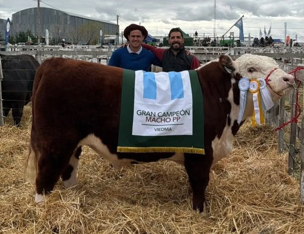 Cabaña El Encuentro, de Luis Beltrán, obtuvo el Gran Campeón Macho Hereford y la Reservada Gran Campeona Hembra en su primera participación como cabaña en la exposición de Viedma. Foto: gentileza.