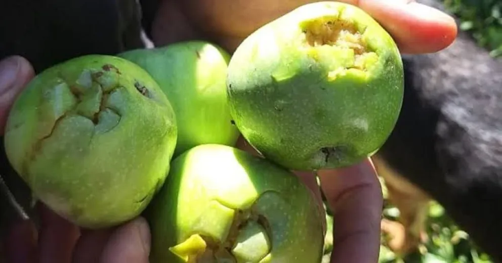 Los productores frutícolas de Río Negro podrán inscribirse al Ente Compensador de Granizo para la temporada 2027 hasta el 13 de noviembre. Foto: archivo.