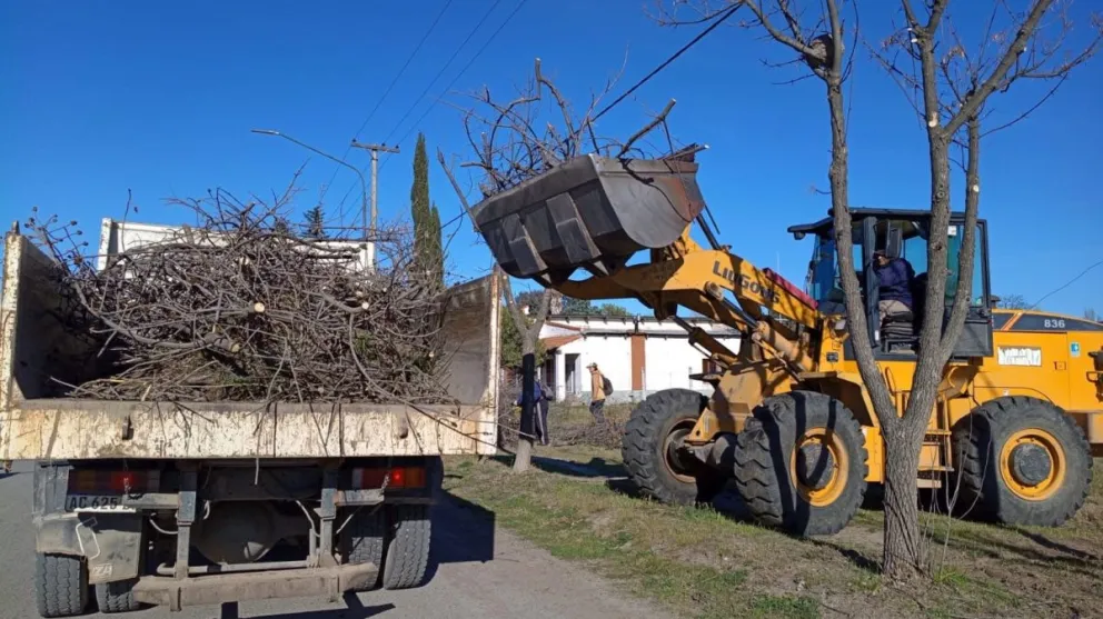 Los trabajos contemplan la poda preventiva de alrededor de 1.300 plantas ubicadas en cercanías de líneas eléctricas de Lamarque. Foto: gentileza