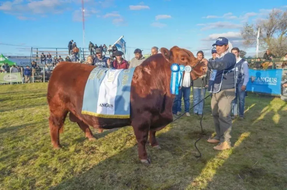 Este es el Gran Campeón Angus PP de Luciano Correndo, de la cabaña Don Fioto. Foto: Vanesa Schwemmler para NoticiasNet.