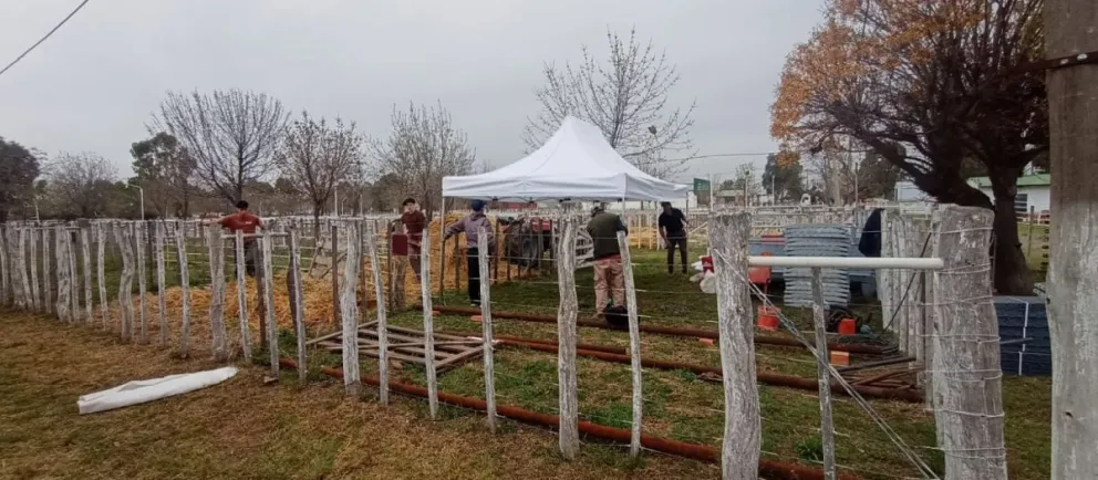 La 46ª Exposición Rural de Choele Choel comenzó a recibir hacienda mientras avanzan los últimos preparativos para las actividades del fin de semana. Foto: gentileza.