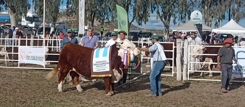 Los ejemplares de Cabaña El Encuentro obtuvieron el Gran Campeón y el Reservado Gran Campeón Macho Puro de Pedigree de la raza Hereford. Foto: gentileza.