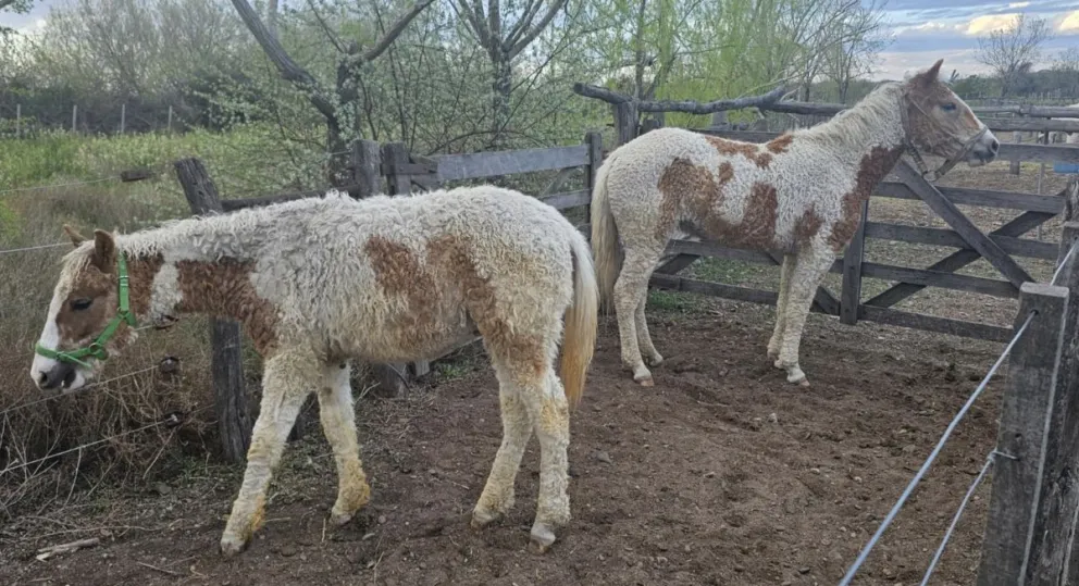 Los ejemplares estuvieron presentes gracias a la Asociación de Equinoterapia de Choele Choel. Fotos: 7 en Punto. 