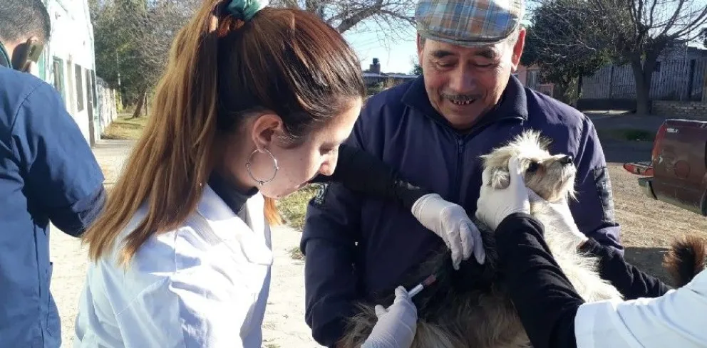 URESA Valle Medio recordó la importancia de mantener vigente la vacunación antirrábica de perros y gatos y adoptar medidas preventivas ante posibles contactos con murciélagos. Foto: archivo.