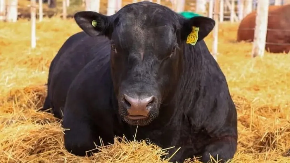 La cabaña La Laguna abre las puertas de su propio predio sobre la Ruta 251 con una oferta masiva de toros y vaquillonas. 