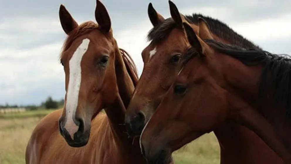 Los tres equinos fueron encontrados sin marca ni señal en avenida España. La Brigada Rural intervino en el procedimiento y posteriormente los animales fueron entregados a quienes los habían reclamado. Foto: archivo.