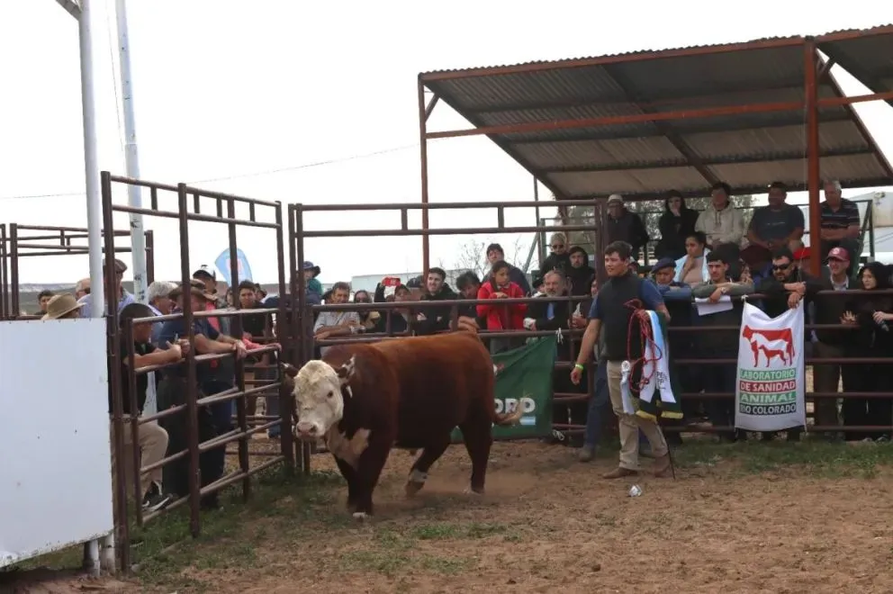 El otro toro campeón arrancó con una base de 17 millones y pese a la rebaja hasta los 11, no encontró comprador. Foto Tania Domenicucci-ANR