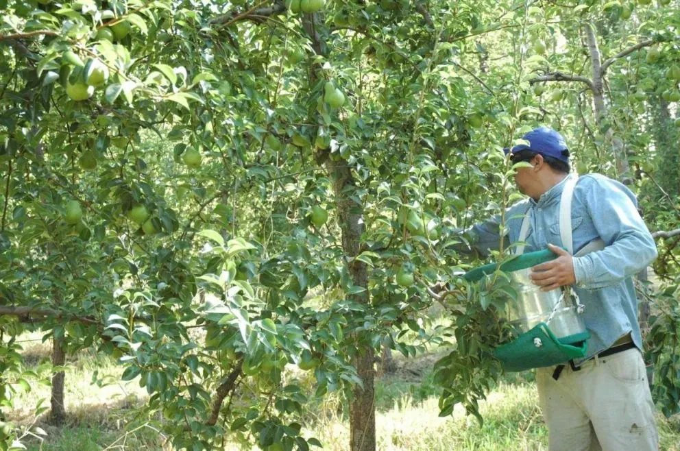 El raleo manual permite mejorar el tamaño y la calidad de las peras y manzanas que se producen en las chacras del Alto Valle. Foto: INTA Alto Valle.